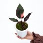 Philodendron PINK PRINCESS free phytosanitary