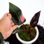 Philodendron PINK PRINCESS free phytosanitary