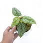 Philodendron SODIROI LITTLE SIZE free phytosanitary