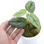 Philodendron SODIROI LITTLE SIZE free phytosanitary