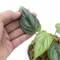 Philodendron SODIROI LITTLE SIZE free phytosanitary