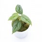 Philodendron SODIROI LITTLE SIZE free phytosanitary