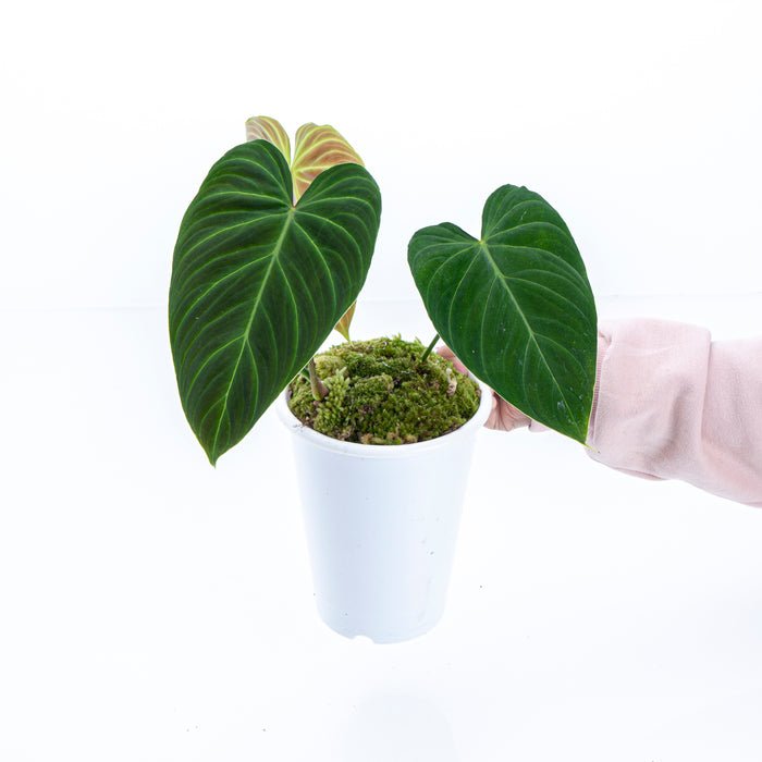 Philodendron GLORIOUS free phytosanitary