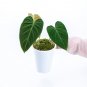 Philodendron GLORIOUS free phytosanitary