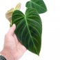 Philodendron GLORIOUS free phytosanitary