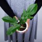 Philodendron SQUAMIFERUM free phytosanitary`