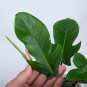 Philodendron SQUAMIFERUM free phytosanitary`