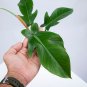 Philodendron SQUAMIFERUM free phytosanitary`