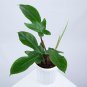 Philodendron SQUAMIFERUM free phytosanitary`
