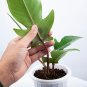 Philodendron SQUAMIFERUM free phytosanitary`