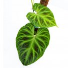 Philodendron VERRUCOSUM free phytosanitary`