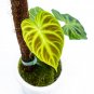 Philodendron VERRUCOSUM free phytosanitary`