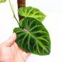 Philodendron VERRUCOSUM free phytosanitary`