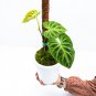 Philodendron VERRUCOSUM free phytosanitary`