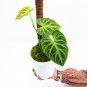 Philodendron VERRUCOSUM free phytosanitary`