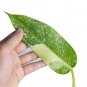 Philodendron JOSE BUONO free phytosanitary`