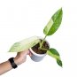 Philodendron JOSE BUONO free phytosanitary`