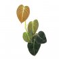 Philodendron MELANOCRYSUM free phytosanitary`