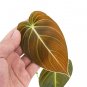 Philodendron MELANOCRYSUM free phytosanitary`