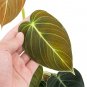 Philodendron MELANOCRYSUM free phytosanitary`