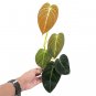 Philodendron MELANOCRYSUM free phytosanitary`