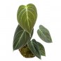 Philodendron MELANOCRYSUM free phytosanitary`