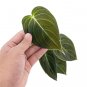 Philodendron MELANOCRYSUM free phytosanitary`