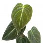Philodendron MELANOCRYSUM free phytosanitary`
