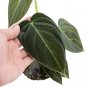 Philodendron MELANOCRYSUM free phytosanitary`