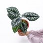ALOCASIA DRAGON SCALE BORNEO .