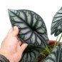 ALOCASIA DRAGON SCALE BORNEO .