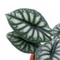 ALOCASIA DRAGON SCALE BORNEO .