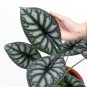 ALOCASIA DRAGON SCALE BORNEO .