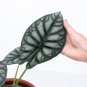 ALOCASIA DRAGON SCALE BORNEO .