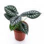 ALOCASIA DRAGON SCALE BORNEO .