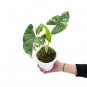 ALOCASIA MACRORRHIZA VARIEGATED