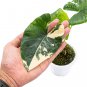 ALOCASIA MACRORRHIZA VARIEGATED