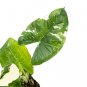 ALOCASIA MACRORRHIZA VARIEGATED