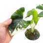 ALOCASIA MACRORRHIZA VARIEGATED