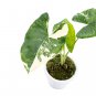 ALOCASIA MACRORRHIZA VARIEGATED