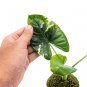 ALOCASIA MACRORRHIZA VARIEGATED