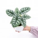 ALOCASIA DRAGON SILVER  `