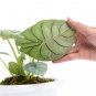 ALOCASIA DRAGON SILVER `