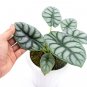 ALOCASIA DRAGON SILVER `