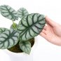 ALOCASIA DRAGON SILVER `
