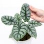 ALOCASIA DRAGON SILVER `