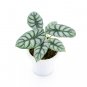 ALOCASIA DRAGON SILVER `
