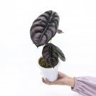 ALOCASIA CUPREA