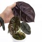 ALOCASIA CUPREA