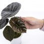 ALOCASIA CUPREA